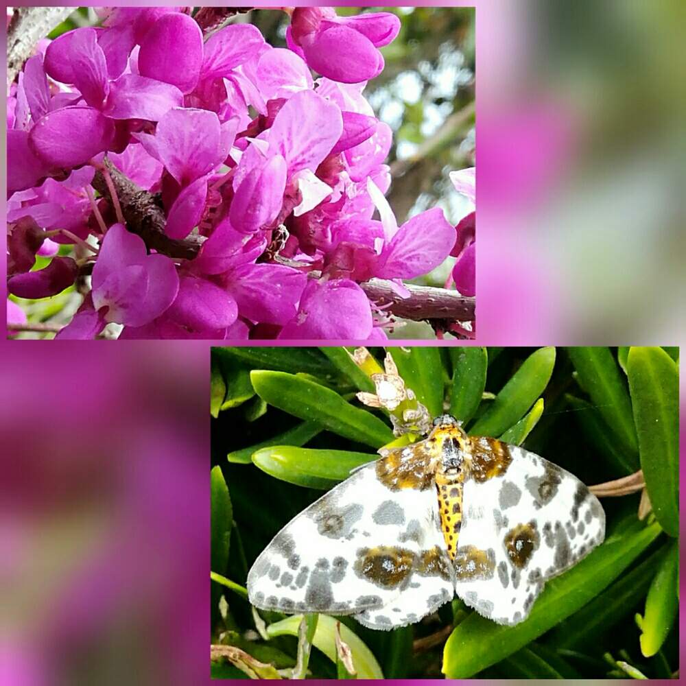 ヒメマダラエダシャクの投稿画像 By もんもんチャンさん 乙女ピンクとhtcとキュンキュン乙女倶楽部とありがとう 嵐 と昆虫シリーズとハナズオウの花と花と虫と頑張れ えっことジャケツイバラ科 と庭の エダシャクともんもん図鑑 19月3月29日 Greensnap