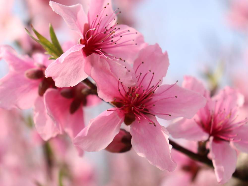 春色の投稿画像 By Yamatotoさん 濃ピンク色と桜に似た花とチーム福岡と桃の花 19月3月29日 Greensnap グリーンスナップ