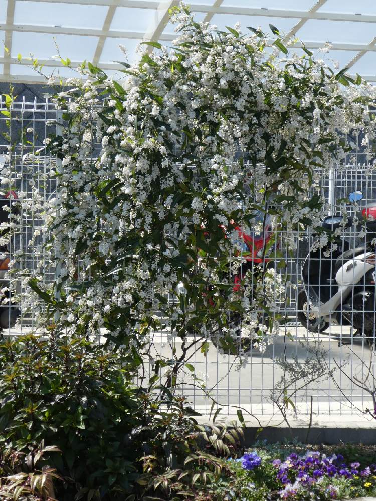 白い花ハーデンベルギアの寄せ植え - 日用品/インテリア