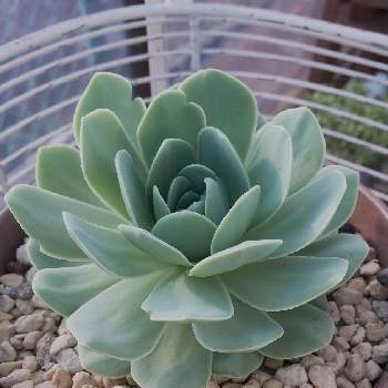 イワレンゲの投稿画像一覧 Greensnap グリーンスナップ