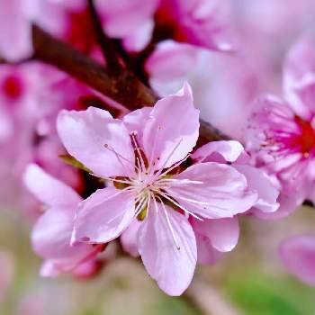 桜に似た花の投稿画像一覧 Greensnap グリーンスナップ