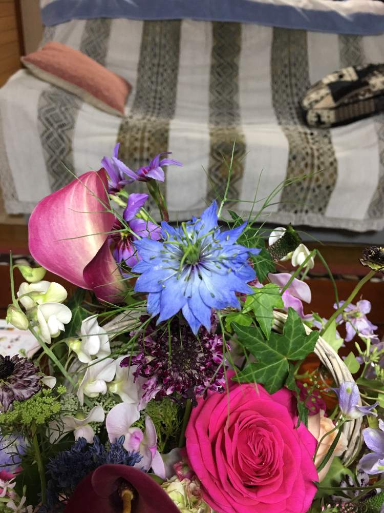 ヒイさんの投稿画像 19月3月29日 Greensnap グリーンスナップ