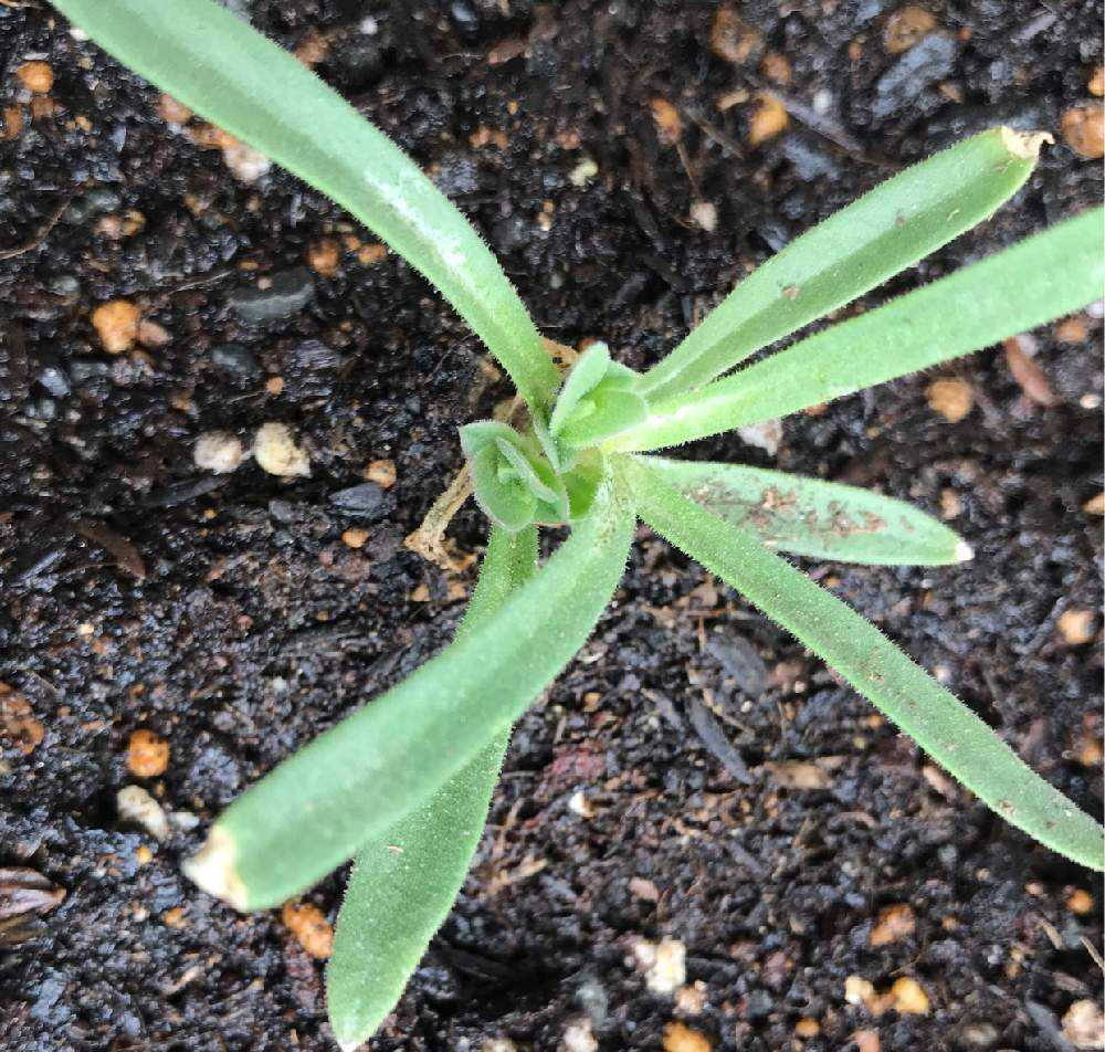 かすみ草成長日記🌱｜🍀GreenSnap（グリーンスナップ）