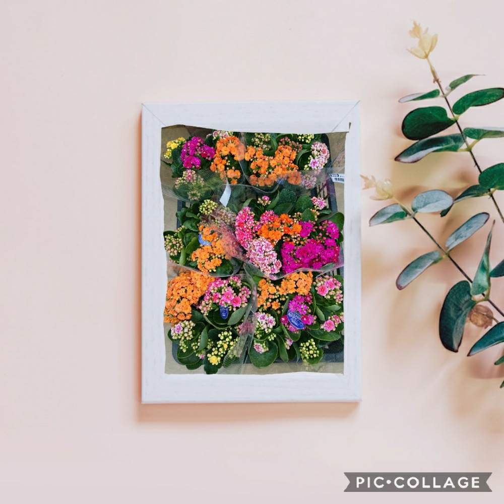 額に飾る の投稿画像 By ヨシちゃんさん かわいい と癒されるとお楽しみ 19月3月29日 Greensnap グリーンスナップ