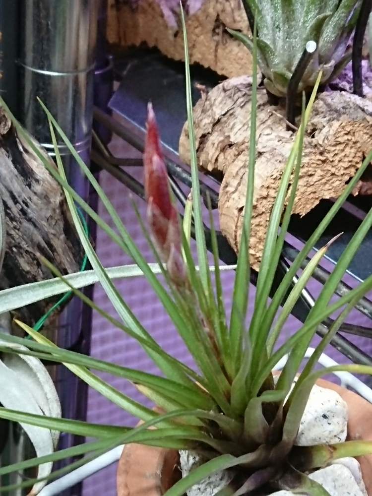 トリコロール メラノクラテルの投稿画像 By モッティさん チランジアと植物のある暮らしと植中毒と温室暮らしとエアプランツとエアープランツ チランジア 19月3月29日 Greensnap グリーンスナップ