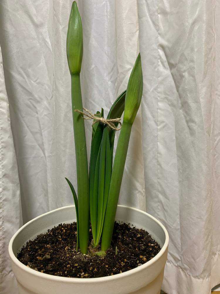 19 アマリリスの成長記録 Greensnap グリーンスナップ