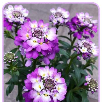 イベリス  クイーンアメジストの画像 by トモさん | 小さな庭とお花大好き♡とありがとう❤️と可愛いいよねと私のお気に入り。と元気もらえるときれいだね〜〜❣️とイベリス  クイーンアメジストと花のある暮らし