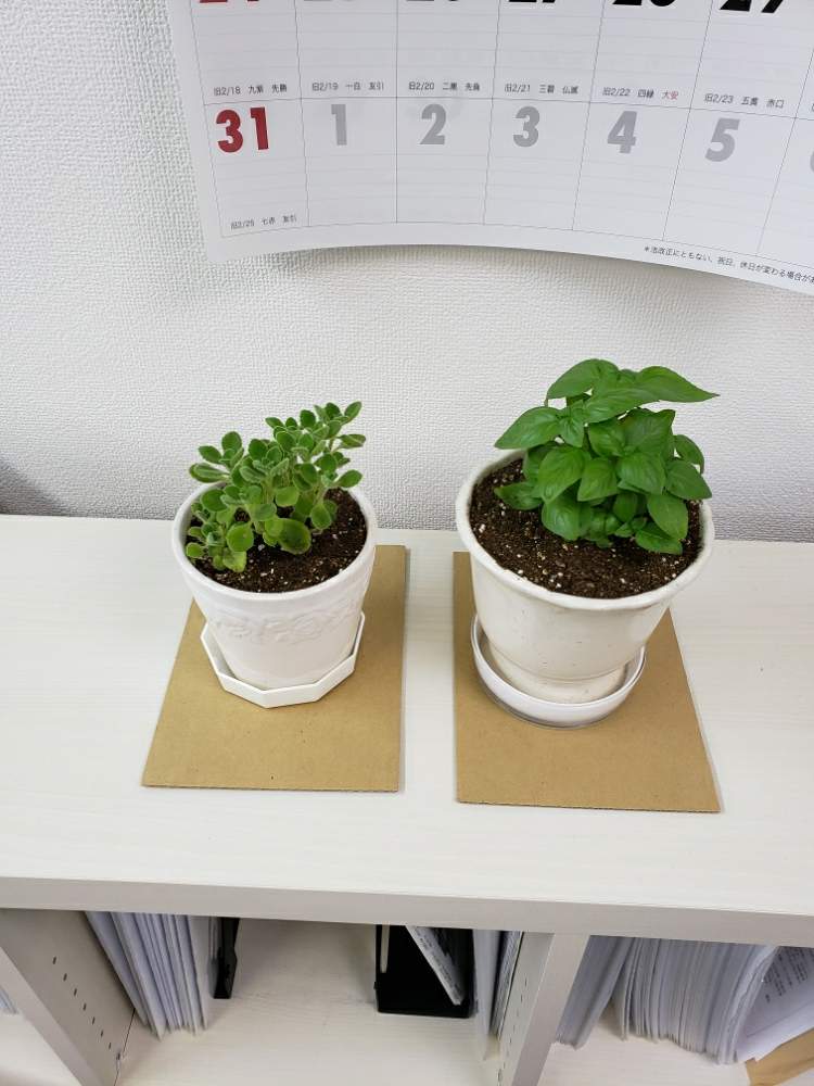 はじめてのアロマティカスとバジル育て Greensnap グリーンスナップ