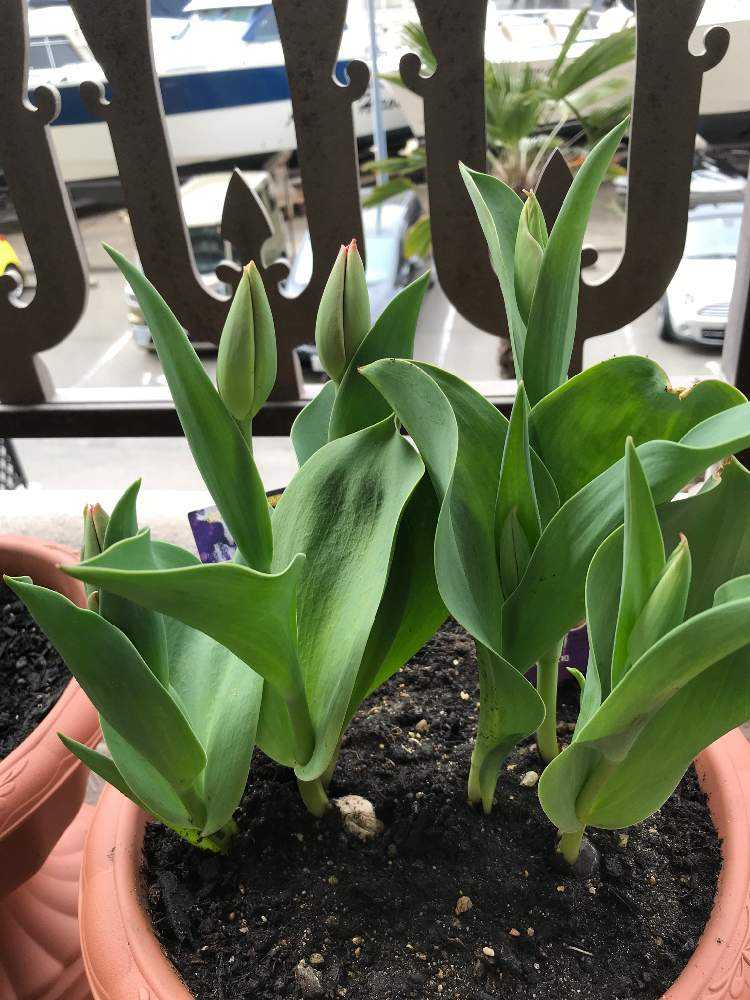 チューリップの成長記録 Greensnap グリーンスナップ