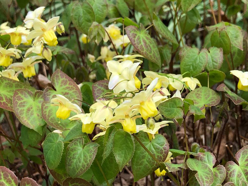 イカリソウ サルフレアの投稿画像 By おとみさんさん 小さな庭とシェードガーデンとイカリソウ属と山野草とシェードガーデンとイカリソウ属と山野草 19月3月30日 Greensnap グリーンスナップ Greensnap グリーンスナップ