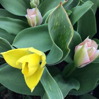 黄色のチューリップの投稿画像一覧 Greensnap グリーンスナップ