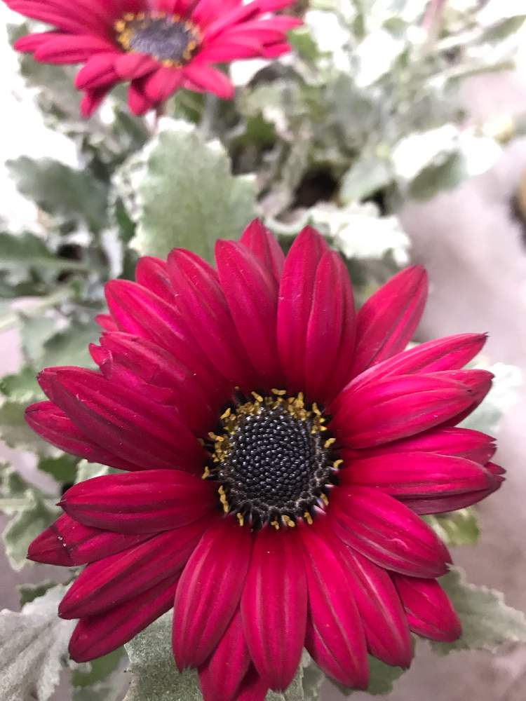 アークトチス バーガンディの投稿画像 By Angela350さん 広い庭ときれいなお花とにぎやかとありがとうと花びらと花のある暮らしときれいなお花 とにぎやかとありがとうと花びらと花のある暮らし 19月3月30日 Greensnap グリーンスナップ Greensnap グリーン