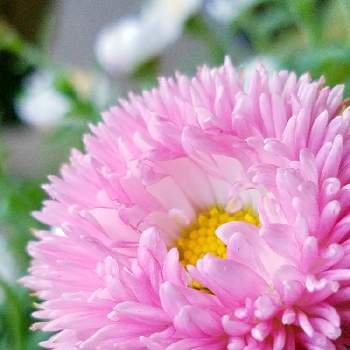ヒナギク属の画像 by たえちゃんさん | ヒナギク属と花のある暮らしと植物だいすき