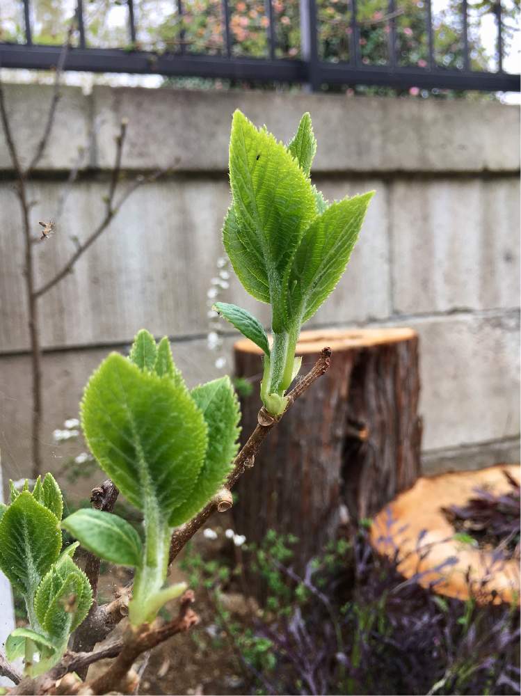 サルナシの投稿画像 By ふゆさん ガーデニングと庭作りと花のある暮らし 19月3月30日 Greensnap グリーンスナップ