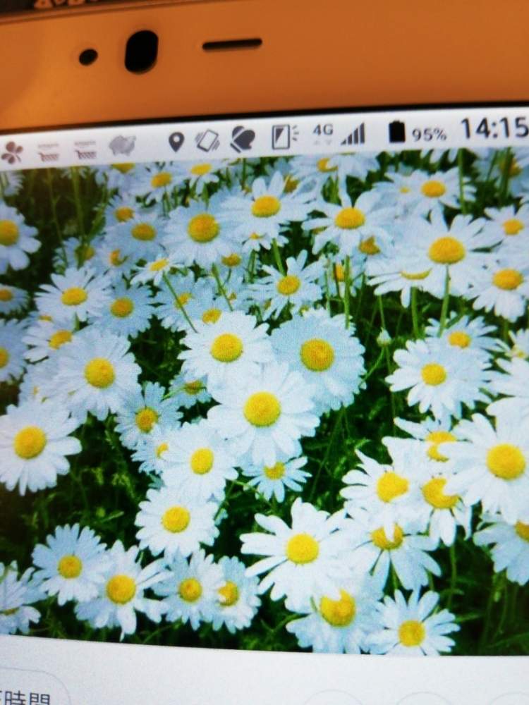 マーガレットの投稿画像 By 東京小町さん 19月3月30日 Greensnap グリーンスナップ