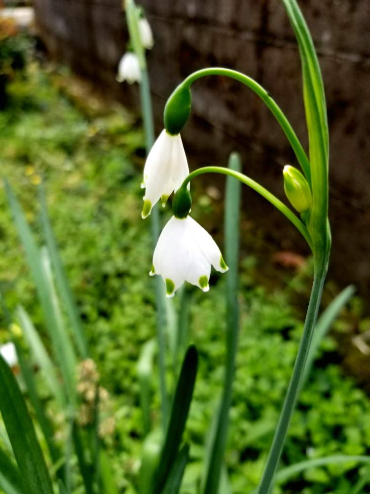スノウフレークの投稿画像 By 南風さん 花のある暮らしとgs映えと季節の花 19月3月30日 Greensnap グリーンスナップ