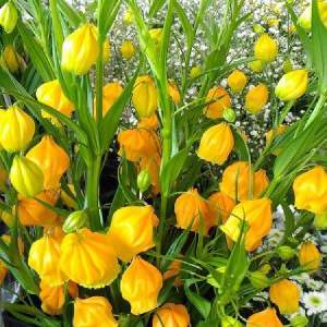スノーフレークスノーフレークとは ヒガンバナ科 の植物の1つ 和名はオオマツユキソウ 別名はスズランスイセン 1月23日 2月17日 3月19日 4月 16日の誕生花でもあるの投稿画像 By りーなーさん 月3月12日 Greensnap グリーンスナップ