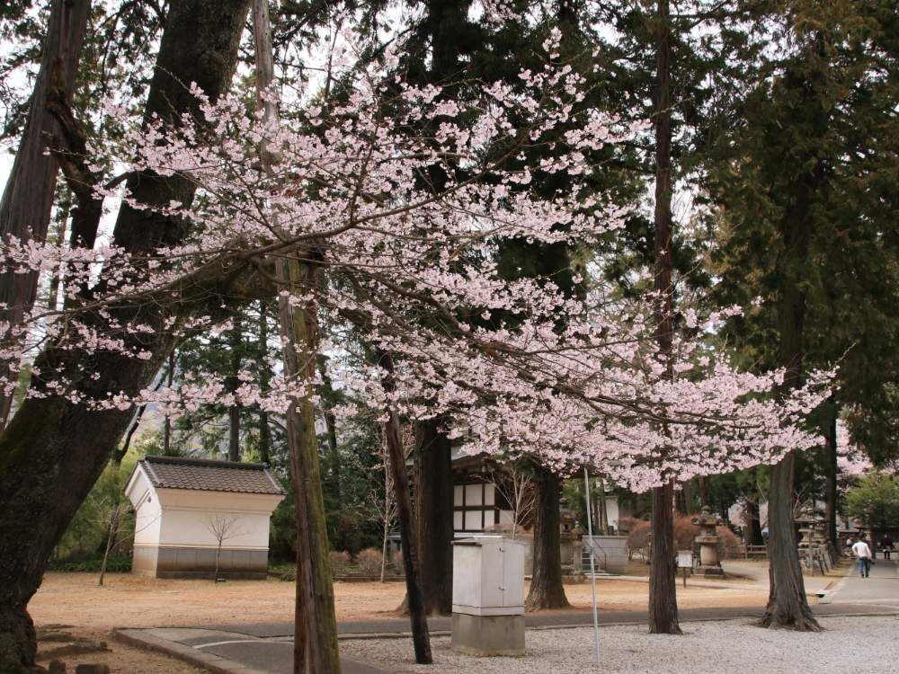 さくら サクラ 桜の投稿画像 By やまちゃん 旅 さん 武田信玄公菩提寺と柳沢吉保夫妻墓所と恵林寺と山梨県塩山 19月3月30日 Greensnap グリーンスナップ