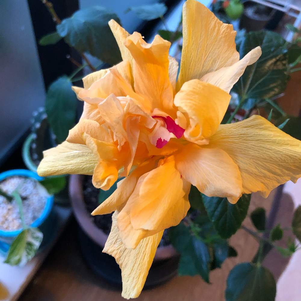 ハイビスカス 八重咲きの投稿画像 By もあさん ハイビスカスと八重ハイビスカスとみどりのある暮らしと植物のある暮らしと植中毒と南国の植物と八重咲きと いいね ありがとうと成長記録と可愛いと花のある暮らしと斑入り 19月3月30日 Greensnap グリーン