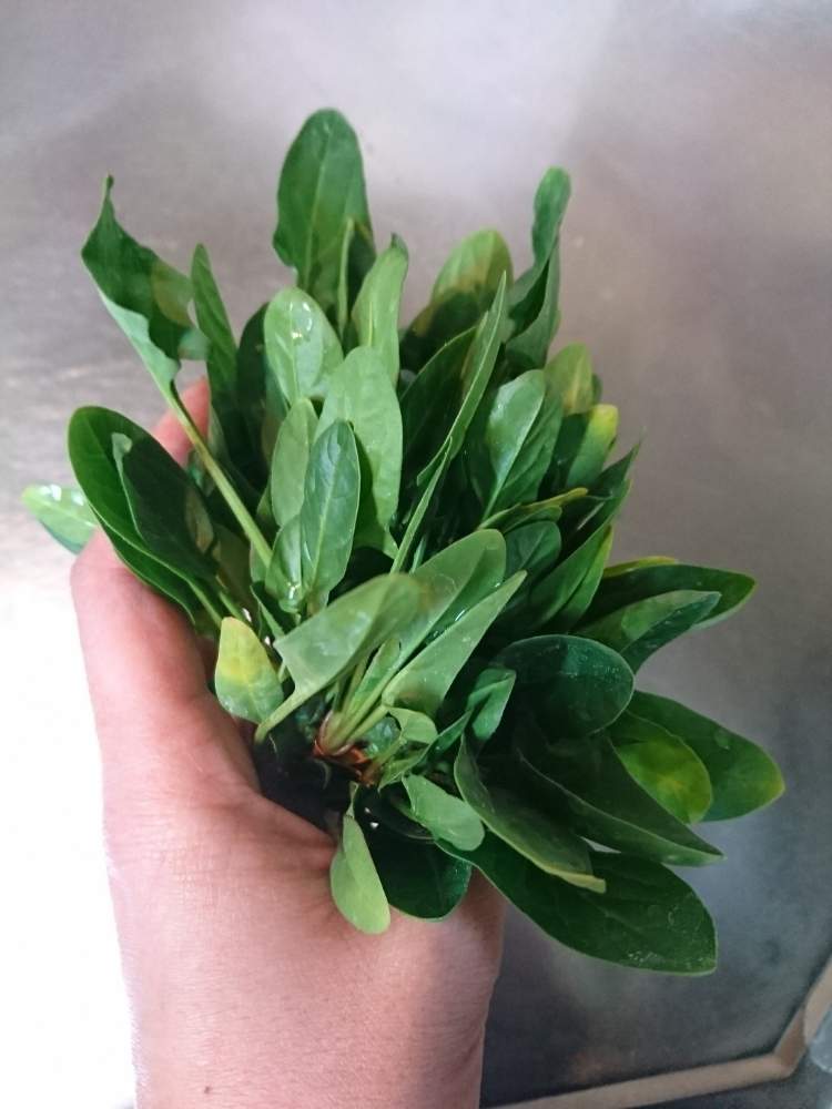 ほうれん草 冬ごのみの投稿画像 By みそしるさん 家庭菜園奮闘日記と明るい日陰と半日陰 19月3月30日 Greensnap グリーンスナップ