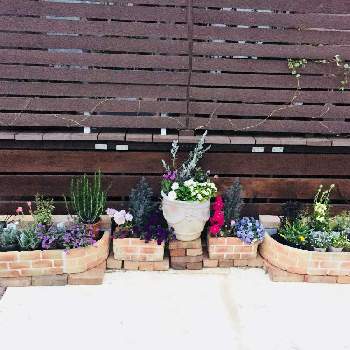 コンクリートの上の花壇の投稿画像一覧 Greensnap グリーンスナップ