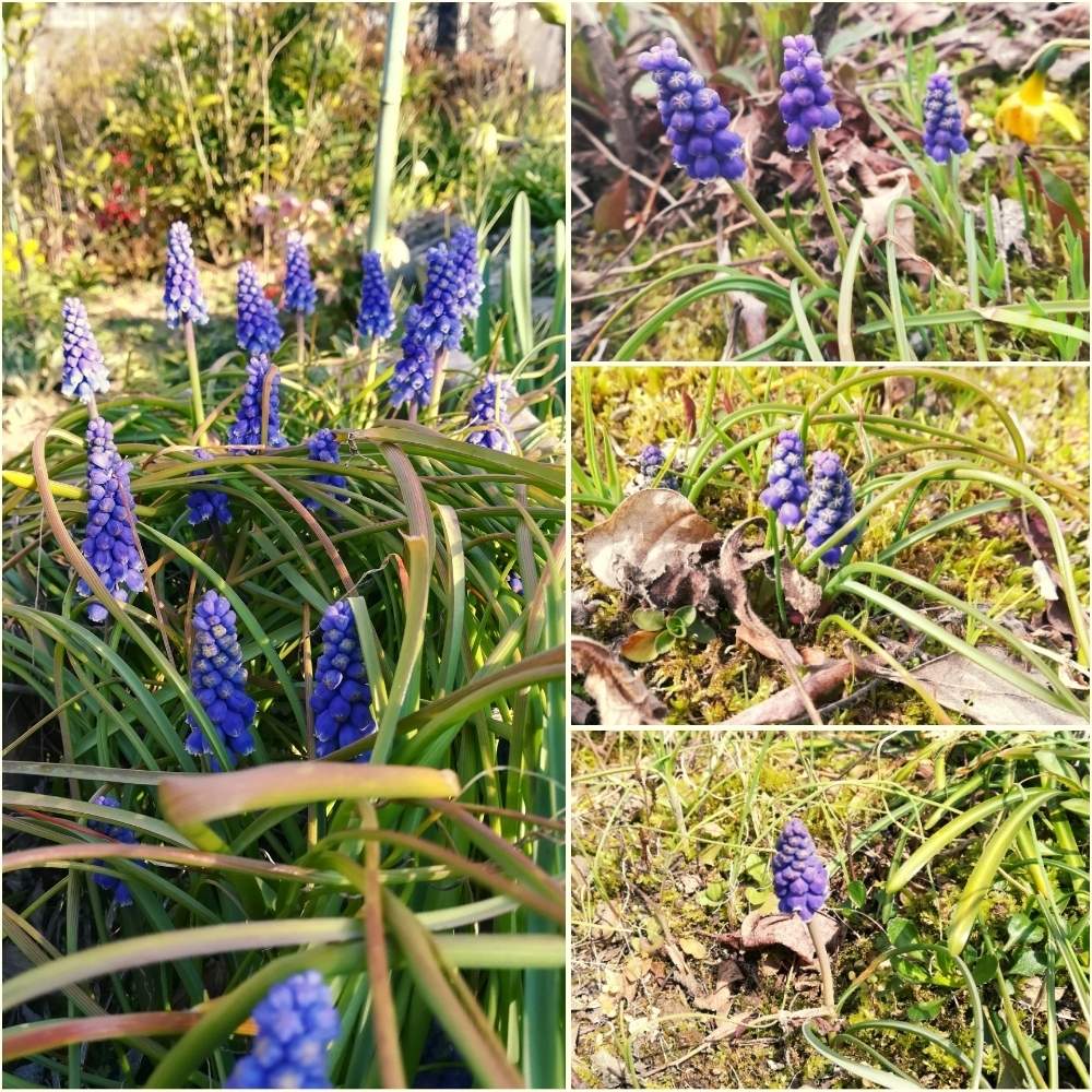 Muscari Armeniacumの投稿画像 By 阿南田零さん ブドウムスカリとムスカリと春のお花と実家とキジカクシ科と球根と実家の庭と秋植え球根 とムスカリ属と 秋植え球根 フォトコンテストと花のある暮らしと植えっぱなし球根と球根植物と紫の花 19月3月31日