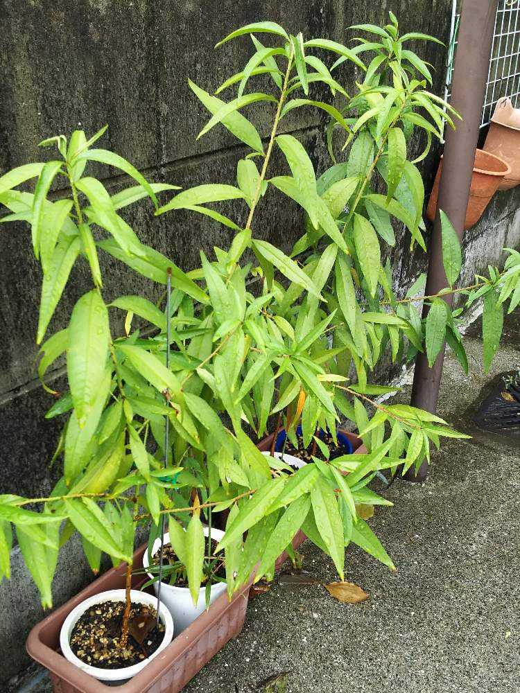 桃の種まき 花咲くまで 実り 収穫 Greensnap グリーンスナップ