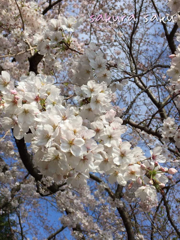 さくら桜サクラの投稿画像 By Miyamiyaさん 桜さくらサクラと桜 さくら サクラサクと 19桜 フォトコンテストと春のはな 19月3月 31日 Greensnap グリーンスナップ