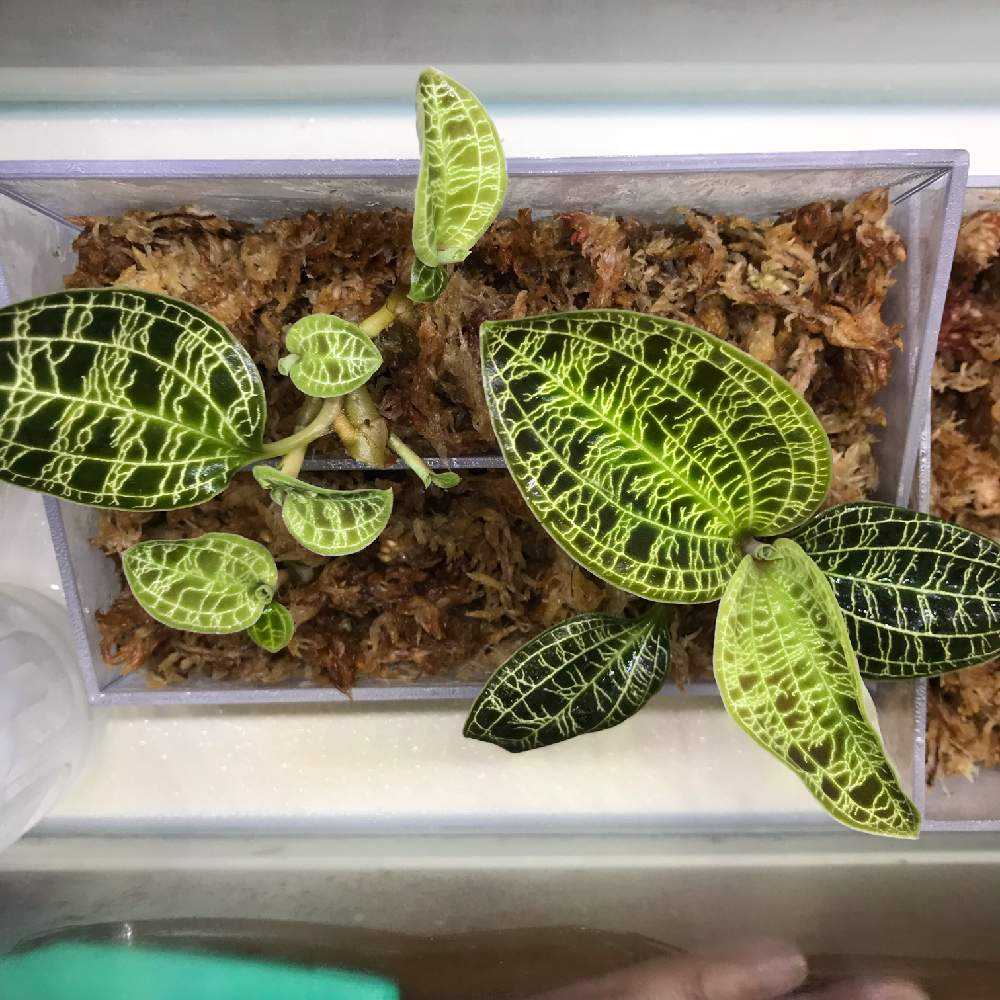 マコデスペトラ を育てる➃｜🍀GreenSnap（グリーンスナップ）