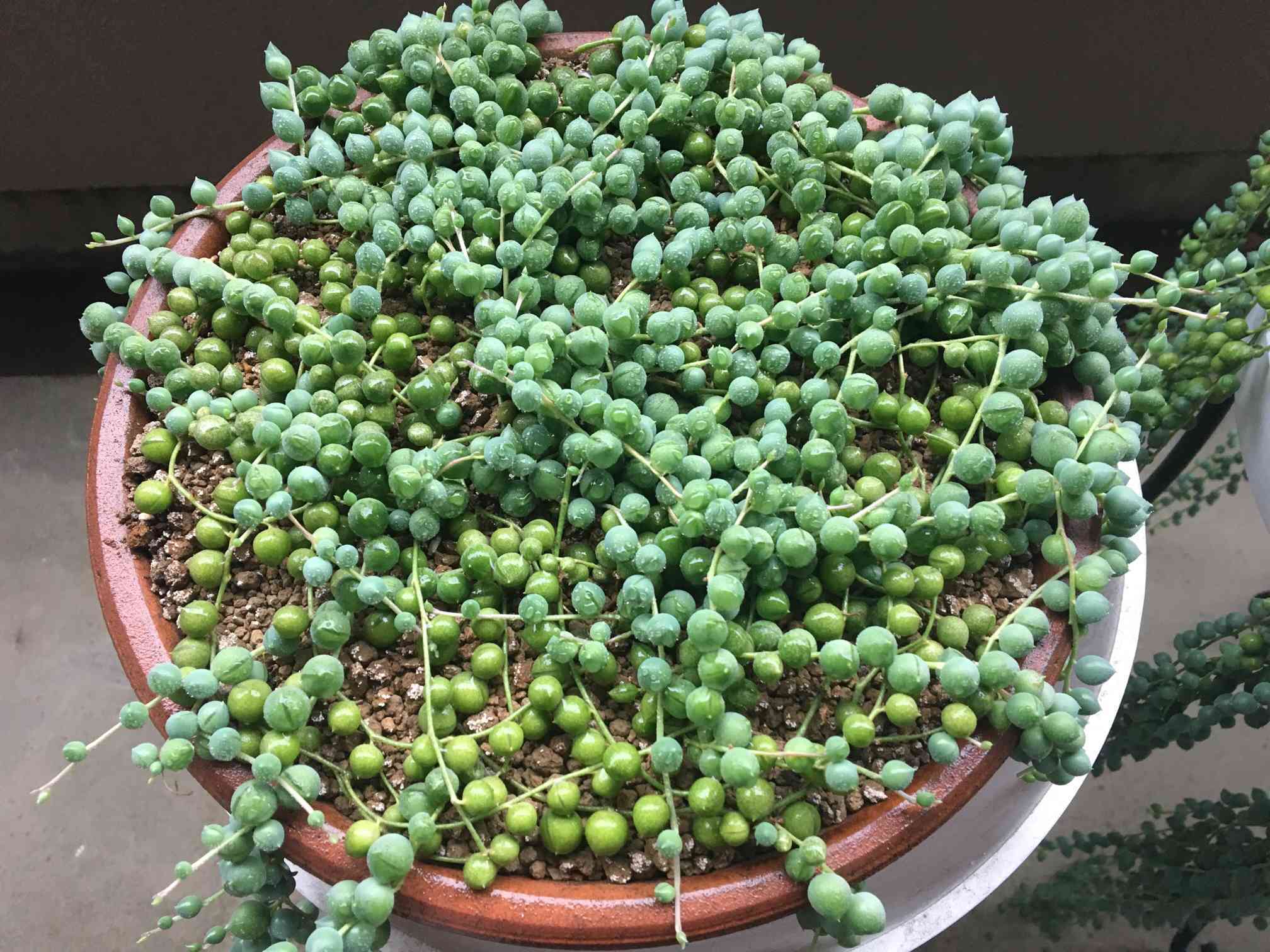 グリーンネックレスの成長記録｜🍀GreenSnap（グリーンスナップ）