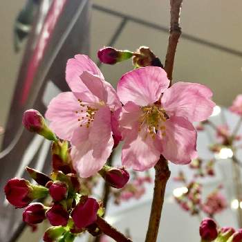 桜前線の画像 by ちゃーみぃさん | 陽光桜と桜前線と桜のつぼみ