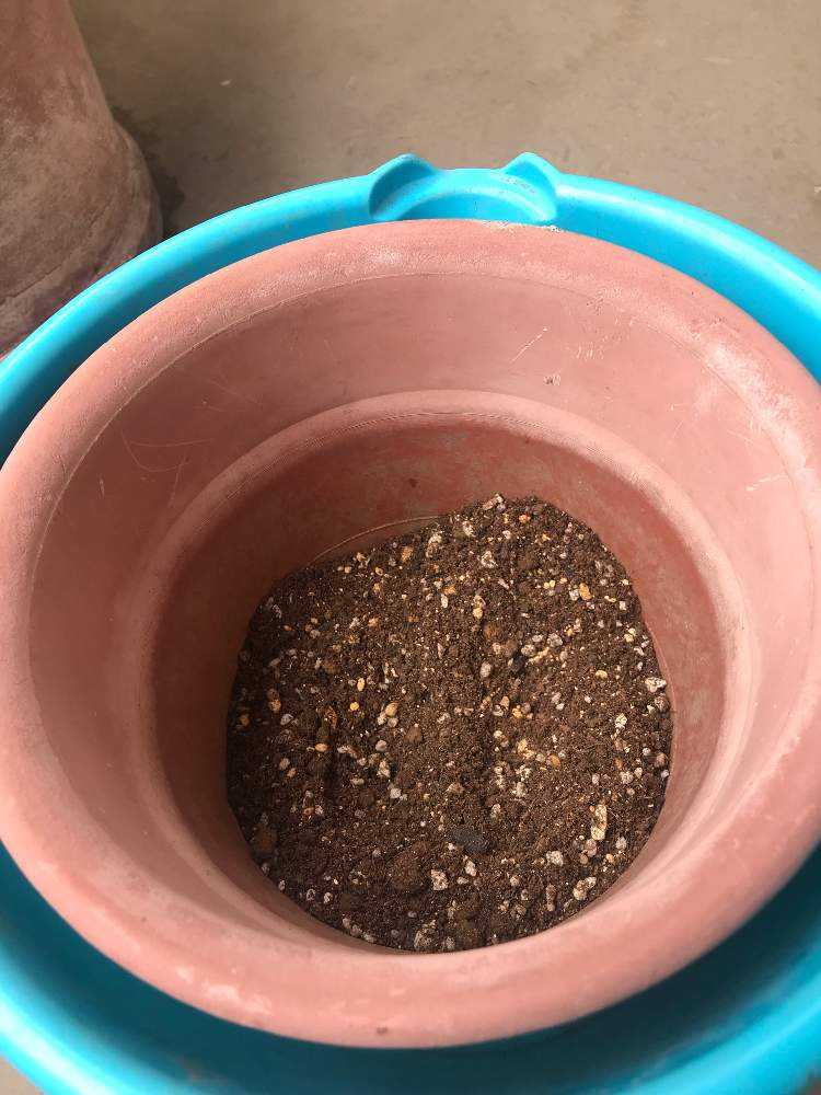 ジャガイモでバラの挿し木に挑戦 Greensnap グリーンスナップ