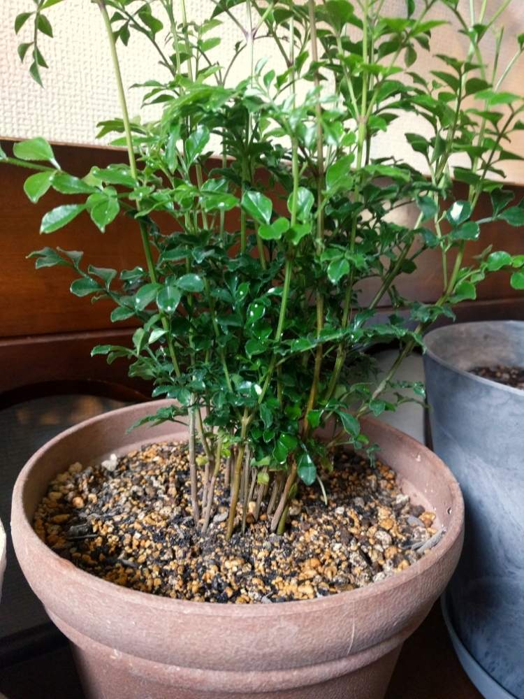 観葉植物の投稿画像 By Franさん 鉢植えとシマトネリコ 19月3月31日 Greensnap グリーンスナップ