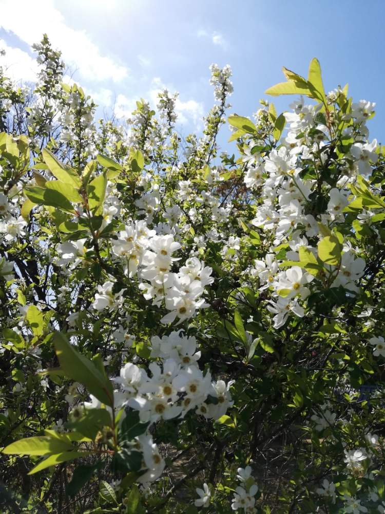 最新 リキュウバイ 育て 方 人気のある画像を投稿する