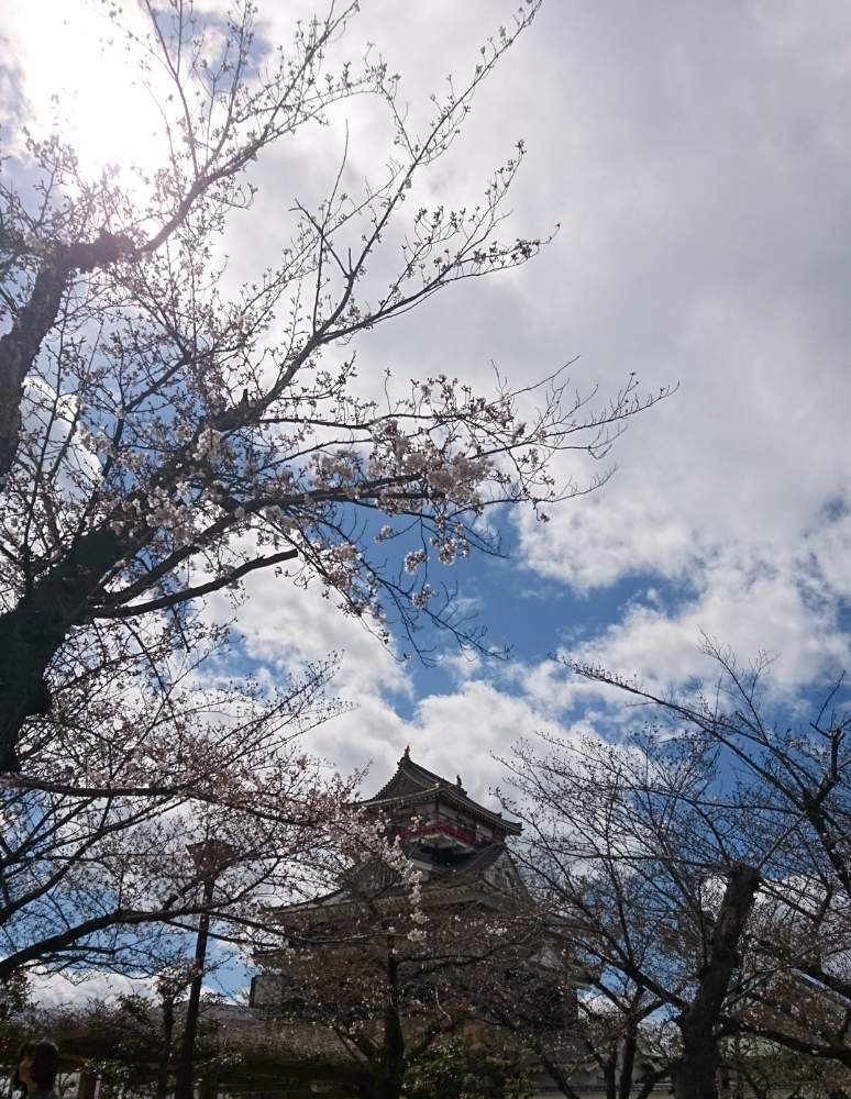 ソメイヨシノの投稿画像 By Naoさん 2019桜 フォトコンテストと清洲公園 桜マップ2019 2019月3月31日 Greensnap グリーンスナップ