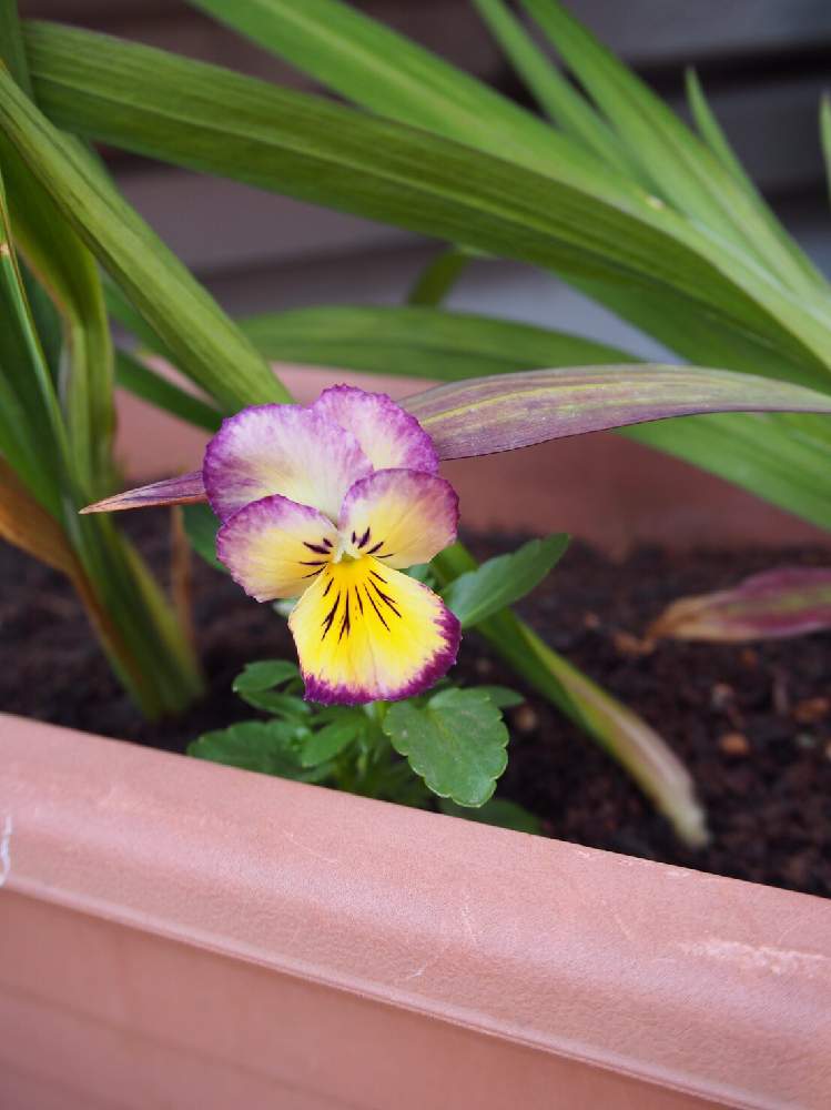 パンジー フローラルデイズ クールサマーブリーズの投稿画像 By ひとまとゆさん 花のある暮らしとビオラ パンジーとタネからとやっと咲いた 19月3月31日 Greensnap グリーンスナップ