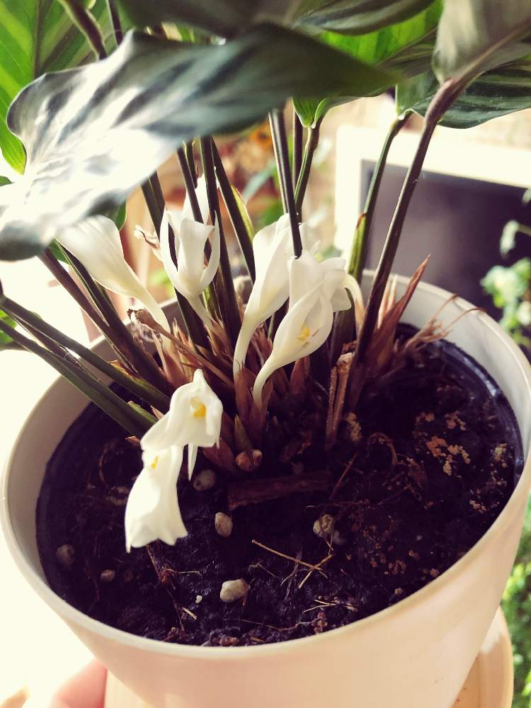 カラテアフレディの投稿画像 By Coajiさん 観葉植物と植物のある暮らしとカラテア フレディとカラテア属と花のある暮らし 19月3月31日 Greensnap グリーンスナップ