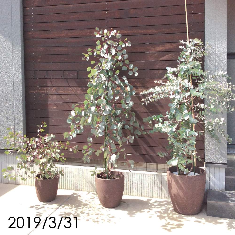 玄関 鉢植え シンボルツリー 誕生 日 ライン 友達