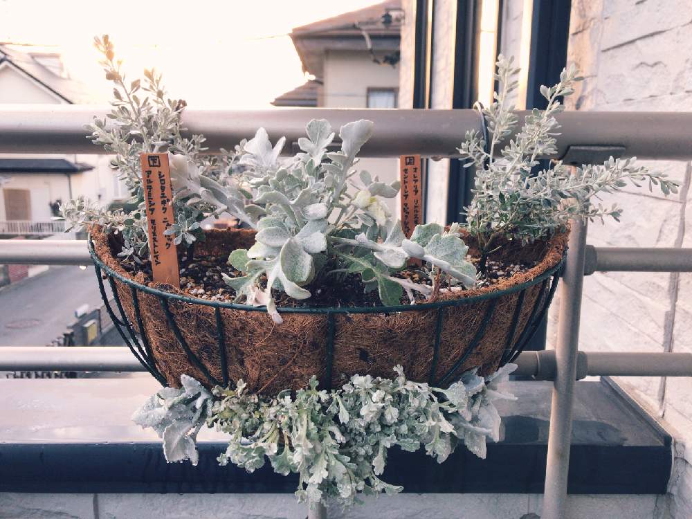 セントーレア マジックシルバーの投稿画像 By 犬丸さん オレアリア リトルスモーキーとアルテミシア モリスストレインとシロタエギクニュールックとベランダ緑化とハンギングバスケットと白い葉っぱ 19月3月31日 Greensnap グリーンスナップ