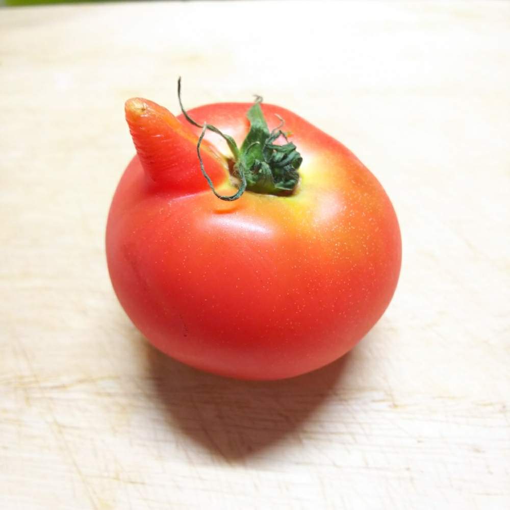 トマトの投稿画像 By Konaさん おもしろ野菜 19月3月31日 Greensnap グリーンスナップ