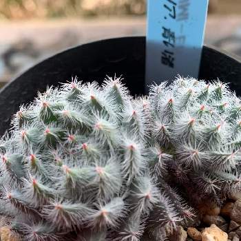 モケエケ モケモケのエケベリア の投稿画像一覧 Greensnap グリーンスナップ