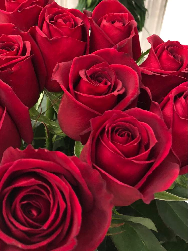 紅い薔薇の投稿画像 By ひろりんさん 素敵 と上品な花と好きな色合い と深紅の薔薇と大人な色合いとおしゃれ と綺麗だなぁ 19月4月1日 Greensnap グリーンスナップ
