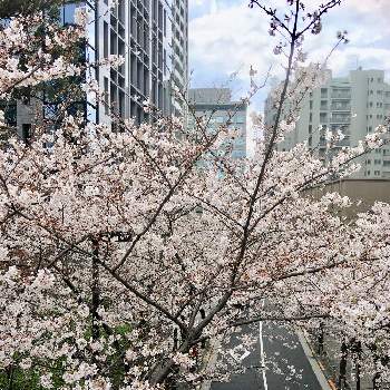 桜前線の画像 by ちゃーみぃさん | お出かけ先と春が来たとスペイン坂と新年度スタートと桜前線