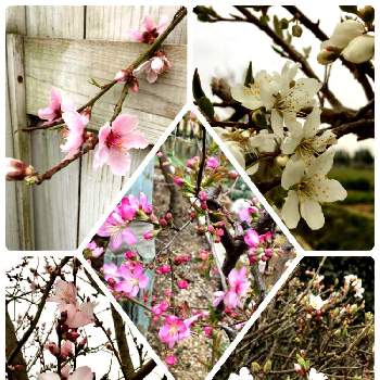 庭梅の花の投稿画像一覧 Greensnap グリーンスナップ 庭梅の花の投稿画像一覧 Greensnap グリーンスナップ