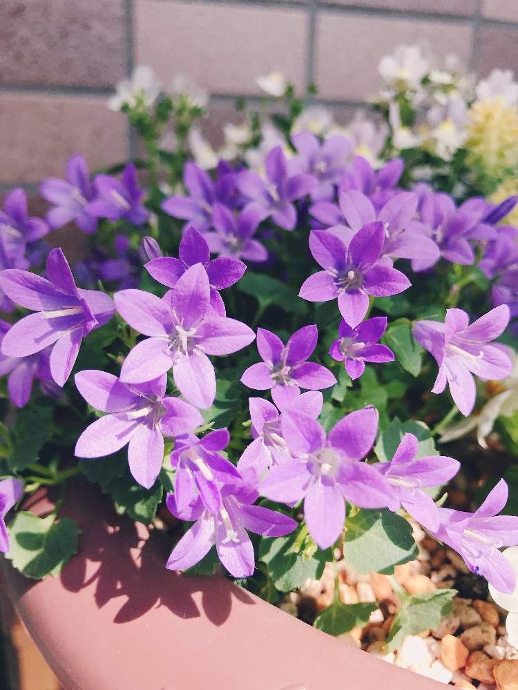 カンパニュラベルフラワーの投稿画像 By ひこさん 寄せ植えと今日のお花と花のある暮らしとかわいいな と紫の花 19月4月1日 Greensnap グリーンスナップ