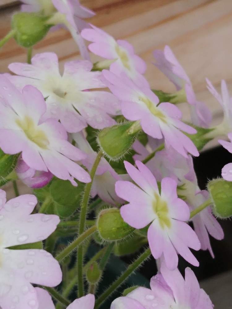 キュンキュン乙女倶楽部の投稿画像 By みりんさん 大好きピンクとサクラソウ とピンク ピンクと部活164と雲南サクラソウ とかわいいな と種まき 19月4月1日 Greensnap グリーンスナップ