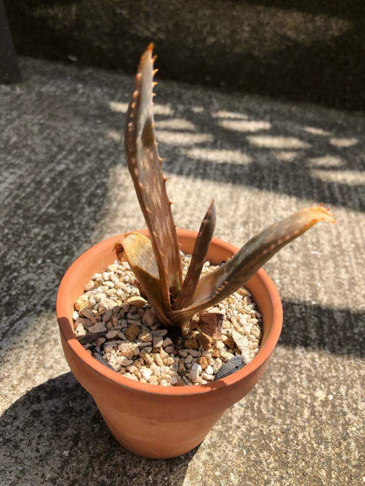 ミスター　アロエまとめ 楽天市場】【ふるさと納税】【数量限定】アロエ4種セット （ブルーミー