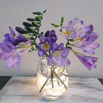 フリージア パープルの投稿画像一覧 Greensnap グリーンスナップ