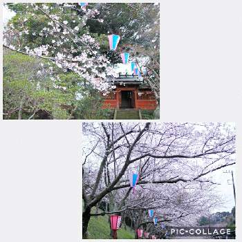 小見川城山公園 桜マップ19 の投稿画像一覧 Greensnap グリーンスナップ