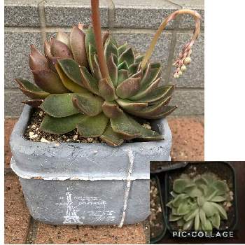 野原園芸の投稿画像一覧 Greensnap グリーンスナップ